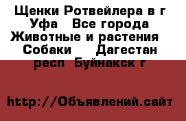 Щенки Ротвейлера в г.Уфа - Все города Животные и растения » Собаки   . Дагестан респ.,Буйнакск г.